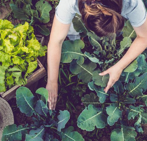 growing-your-own-food