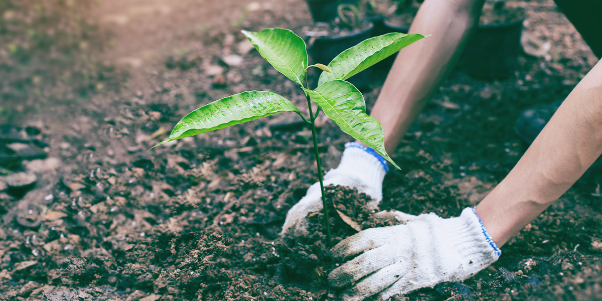 afg-securities-tree-planting